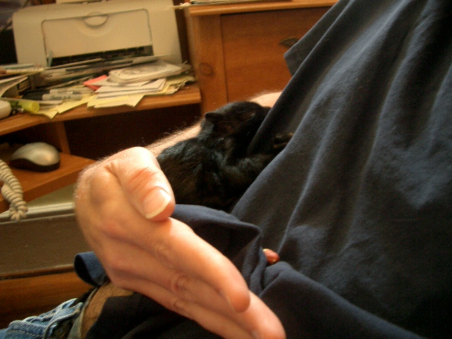 Baby squirrel sleeping in my arms.